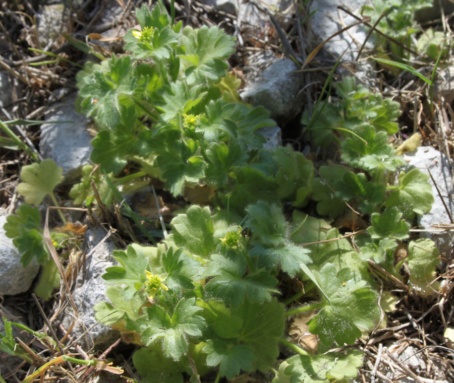 Ranunculus cfr. parviflorus L.